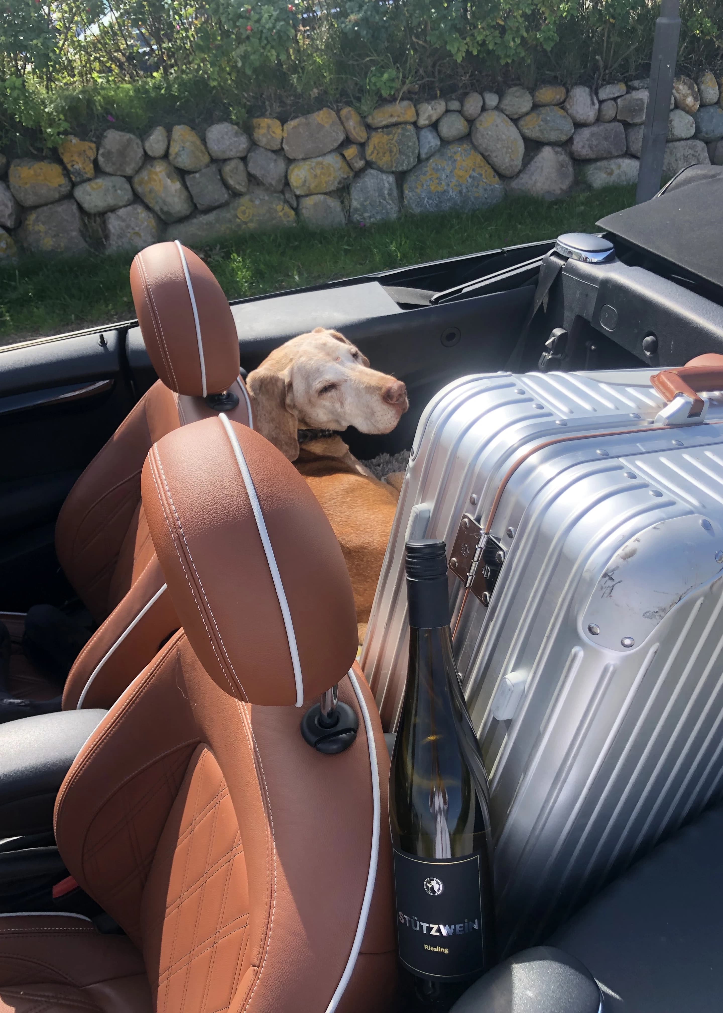 Hund im Auto