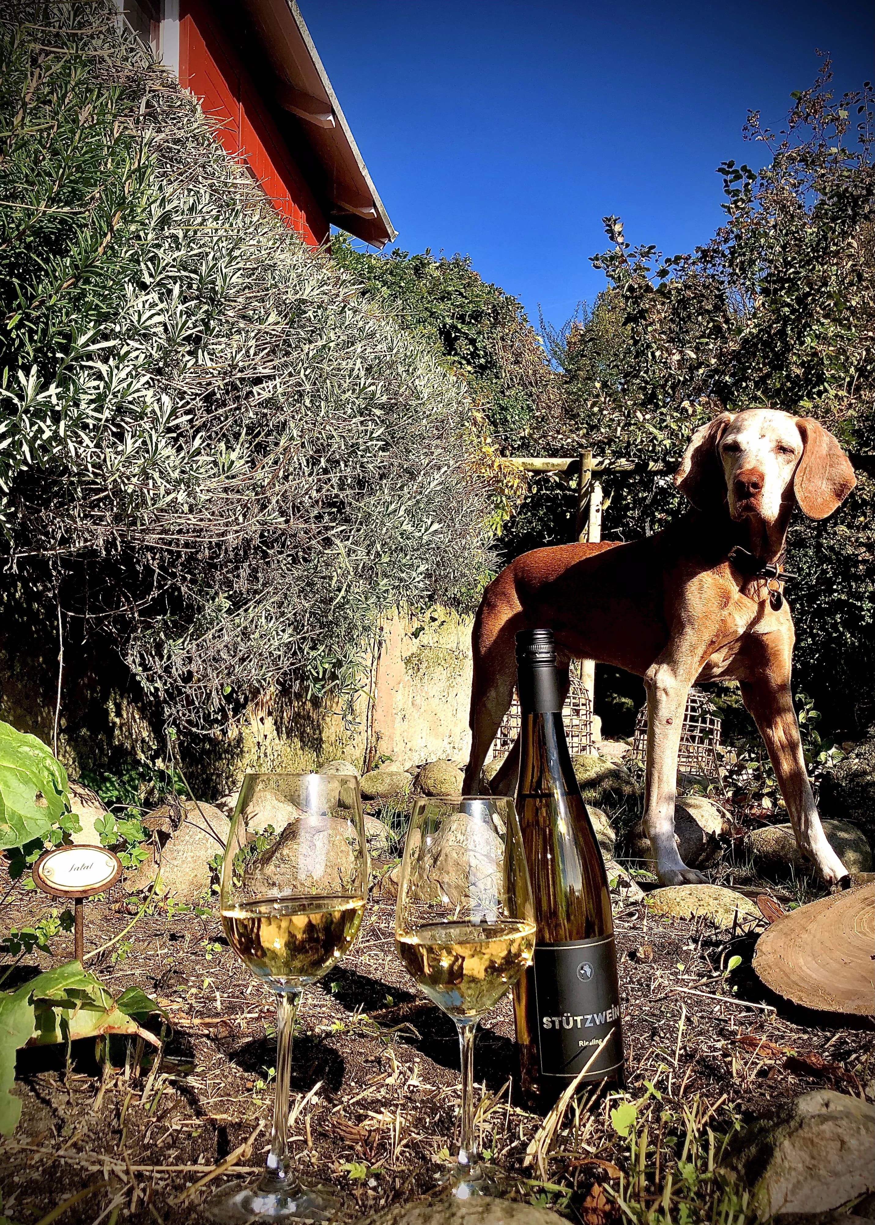 Hund im Garten