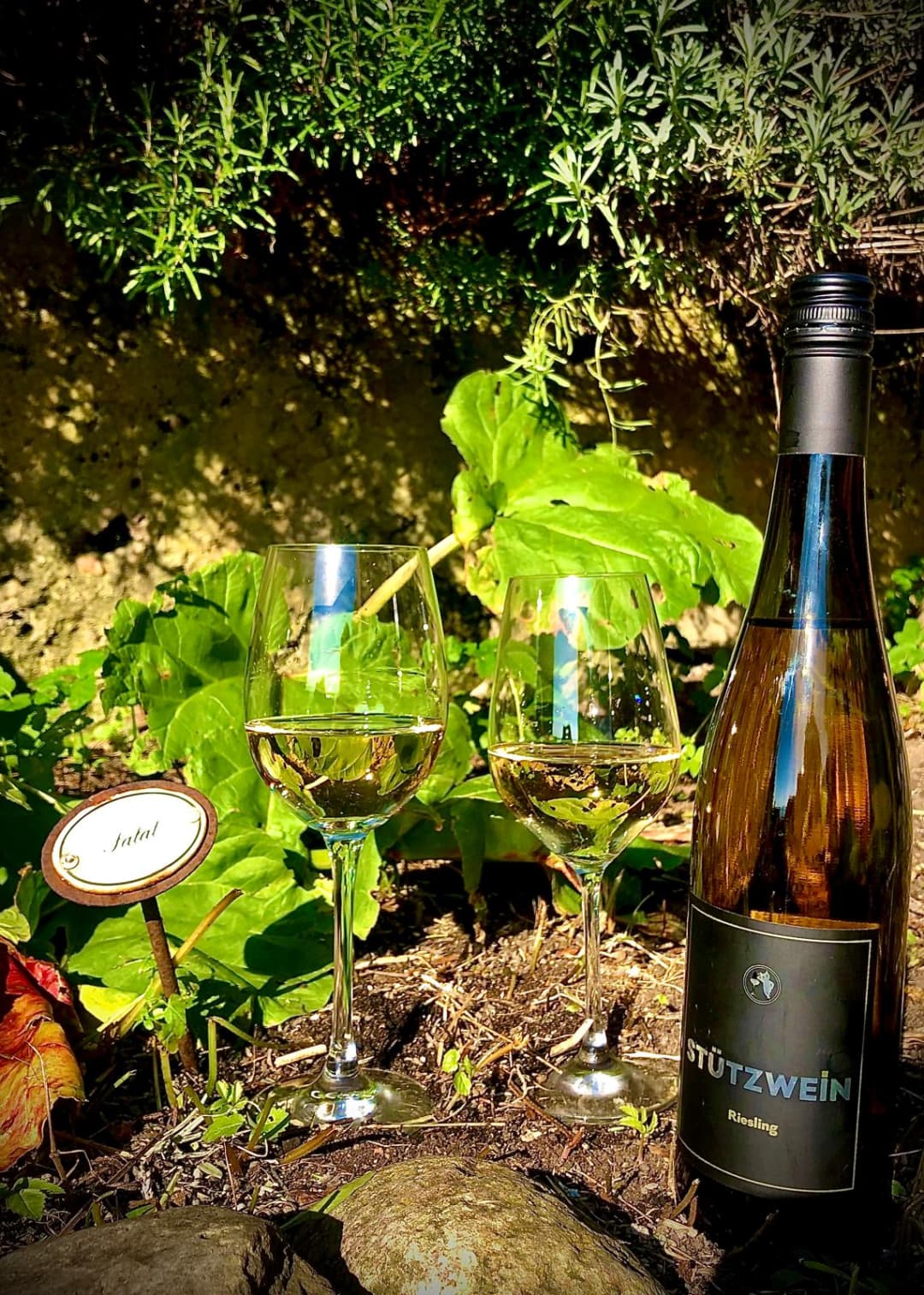 Riesling · Pfalz