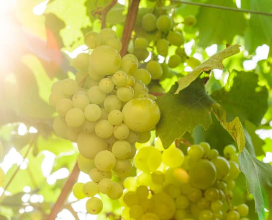 Stützwein Riesling im Glas