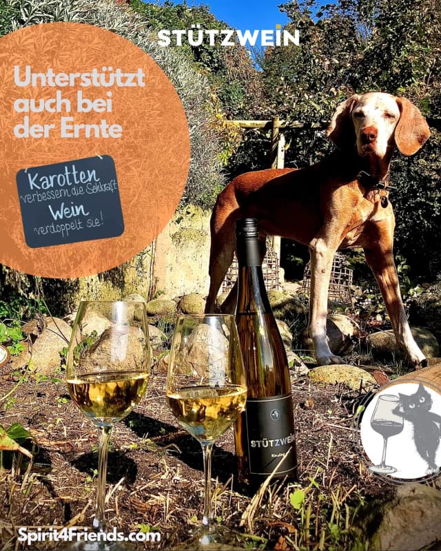 Hund bei Weinlese
